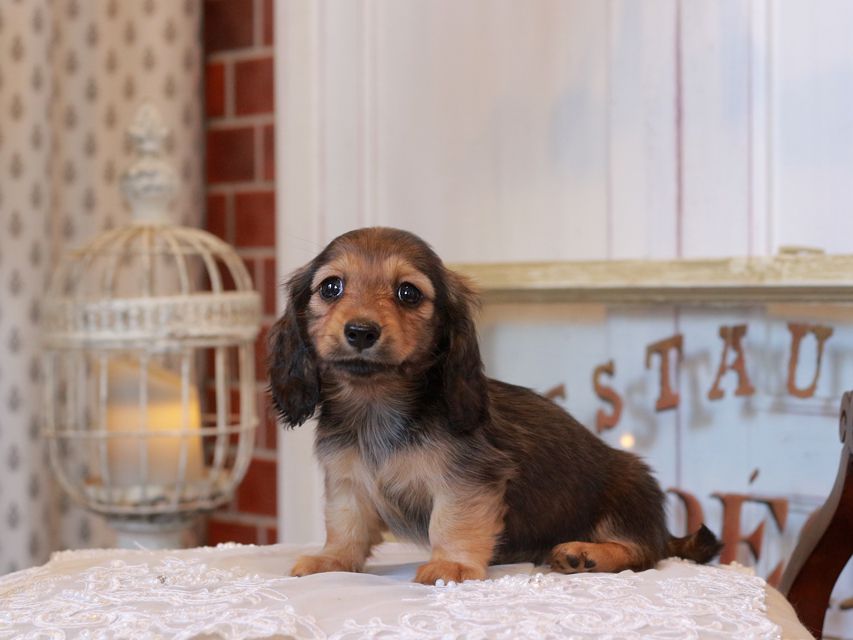 カニンヘン ダックスフンド クラウディア&ロックスの子犬 レッド 女の子KaninchenDachshund_5211 カニンヘン ダックスフンド クラウディア&ロックスの子犬 レッド 女の子