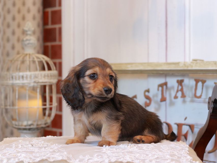 カニンヘン ダックスフンド クラウディア&ロックスの子犬 レッド 女の子KaninchenDachshund_5212 カニンヘン ダックスフンド クラウディア&ロックスの子犬 レッド 女の子