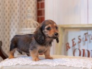 KaninchenDachshund_5230