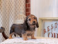 KaninchenDachshund_5237