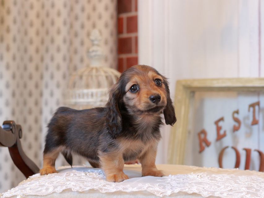 カニンヘン ダックスフンド クラウディア&ロックスの子犬 レッド 女の子KaninchenDachshund_5237 カニンヘン ダックスフンド クラウディア&ロックスの子犬 レッド 女の子