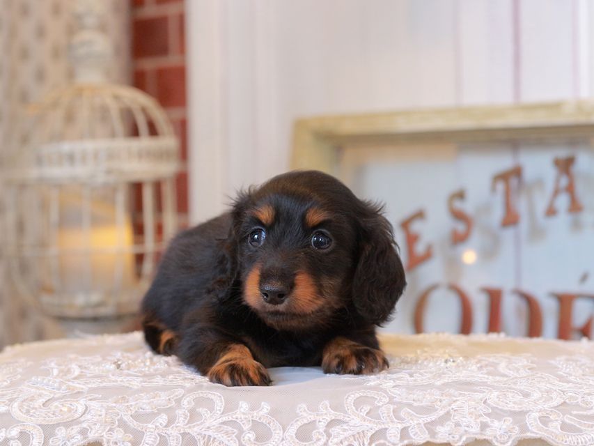 カニンヘン ダックスフンド まる&ブルースの子犬 ブラックタン 男の子KaninchenDachshund_5247 カニンヘン ダックスフンド まる&ブルースの子犬 ブラックタン 男の子