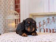 KaninchenDachshund_5249
