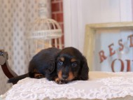 KaninchenDachshund_5259