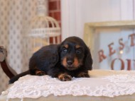 KaninchenDachshund_5260