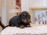 KaninchenDachshund_5263