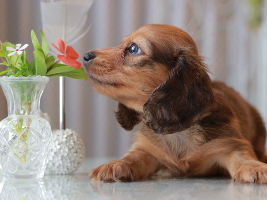 カニンヘン ダックスフンド クム&ブイの子犬 レッド 男の子