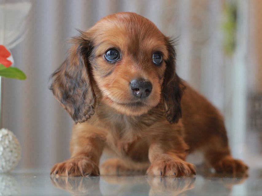 カニンヘン ダックスフンド クム&ブイの子犬 レッド 男の子