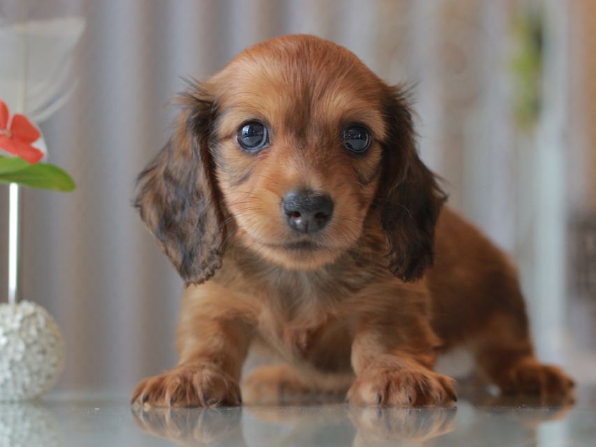 カニンヘン ダックスフンド クム&ブイの子犬 レッド 男の子