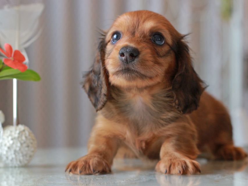 カニンヘン ダックスフンド クム&ブイの子犬 レッド 男の子