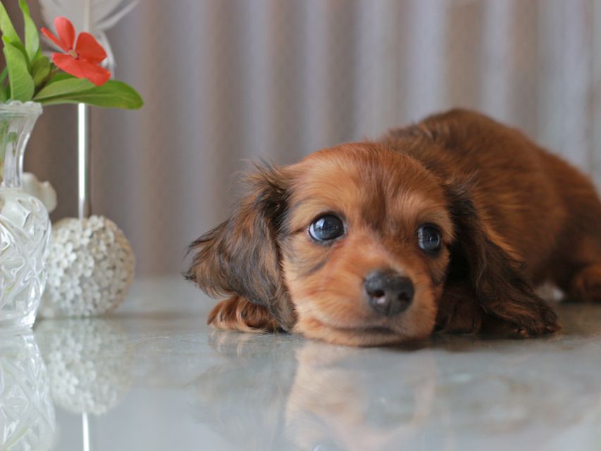 カニンヘン ダックスフンド クム&ブイの子犬 レッド 男の子