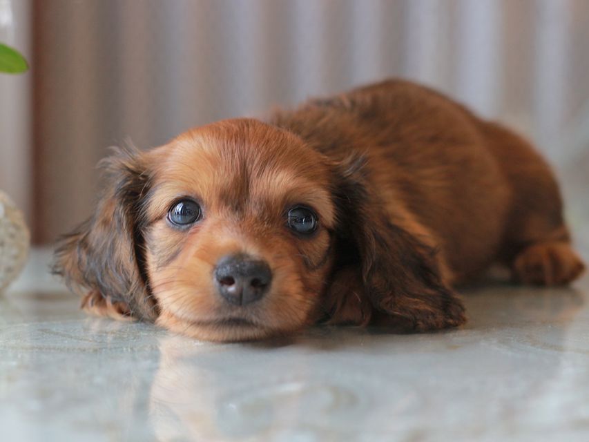 カニンヘン ダックスフンド クム&ブイの子犬 レッド 男の子