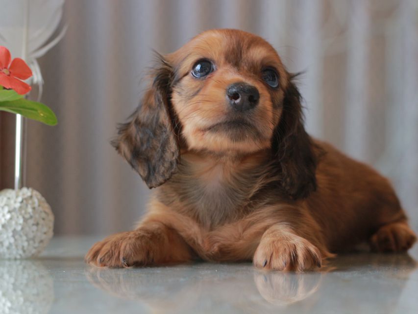 カニンヘン ダックスフンド クム&ブイの子犬 レッド 男の子