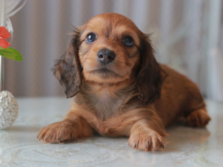 カニンヘン ダックスフンド クム&ブイの子犬 レッド 男の子