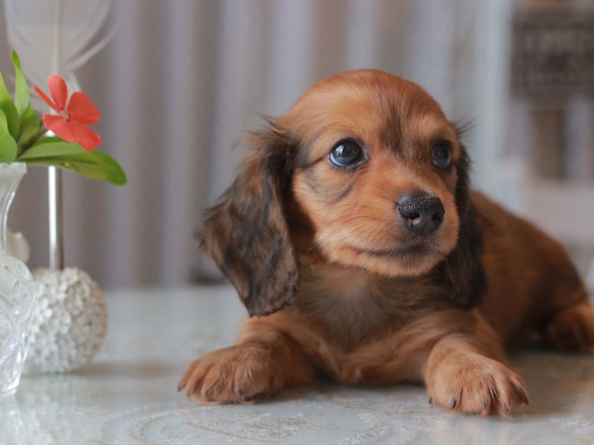 カニンヘン ダックスフンド クム&ブイの子犬 レッド 男の子
