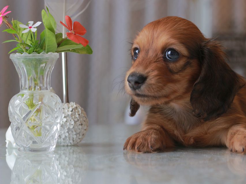 カニンヘン ダックスフンド クム&ブイの子犬 レッド 男の子