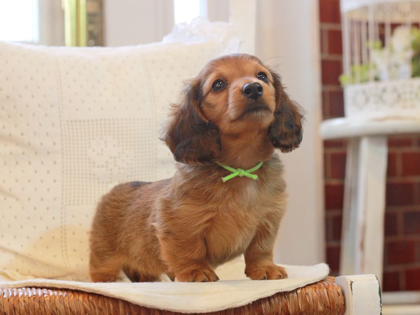 カニンヘン ダックスフンド シオン&パッションの子犬 レッド 男の子（1）