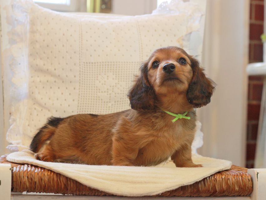 カニンヘン ダックスフンド シオン&パッションの子犬 レッド 男の子（1）