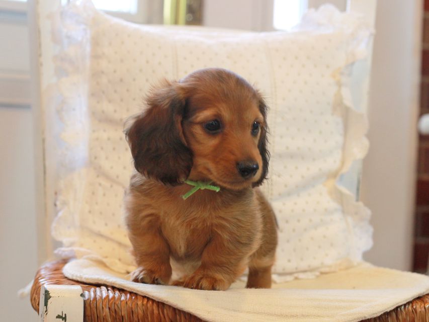 カニンヘン ダックスフンド シオン&パッションの子犬 レッド 男の子（1）