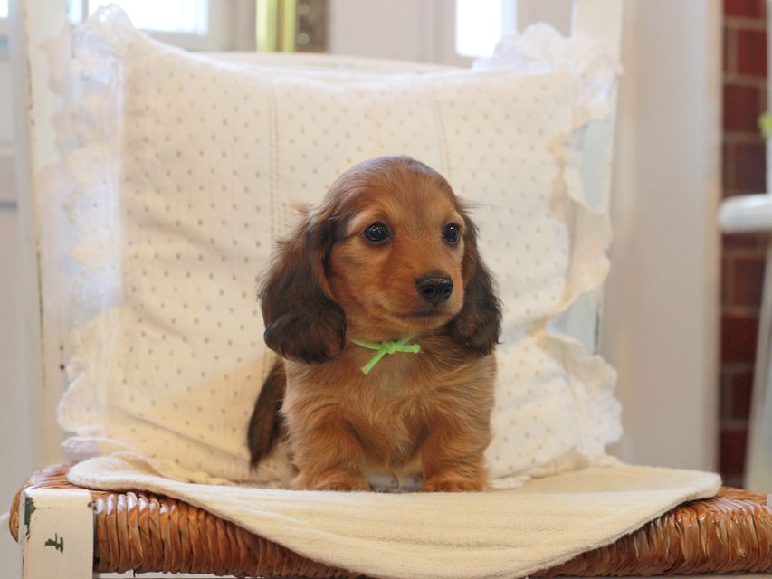 カニンヘン ダックスフンド シオン&パッションの子犬 レッド 男の子（1）