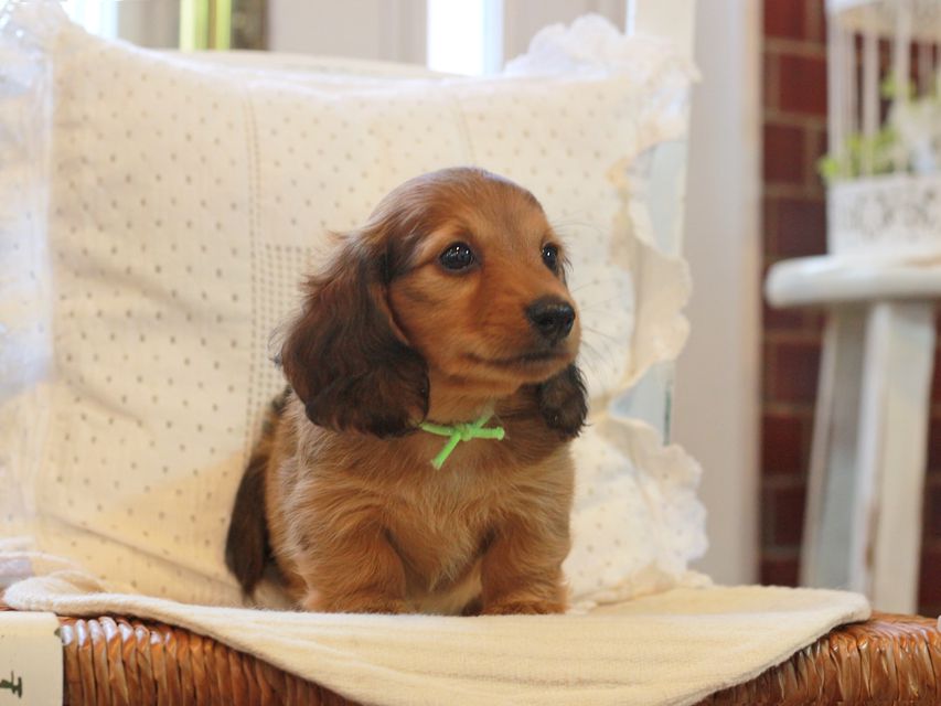 カニンヘン ダックスフンド シオン&パッションの子犬 レッド 男の子（1）