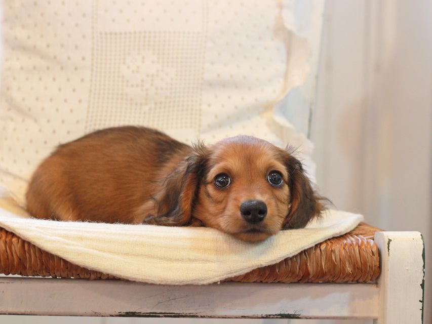 カニンヘン ダックスフンド クム&ブイの子犬 レッド 男の子