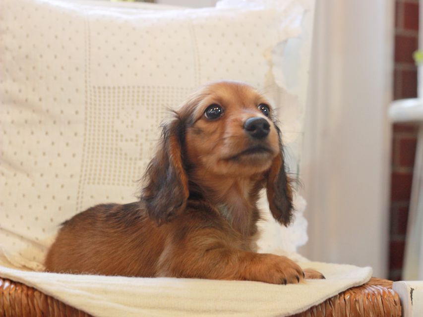 カニンヘン ダックスフンド クム&ブイの子犬 レッド 男の子