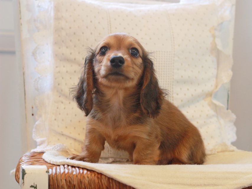 カニンヘン ダックスフンド クム&ブイの子犬 レッド 男の子