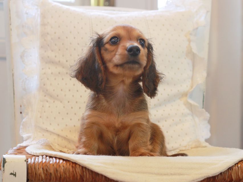 カニンヘン ダックスフンド クム&ブイの子犬 レッド 男の子