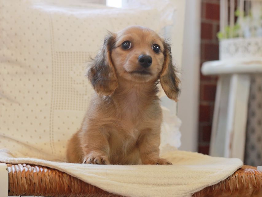 カニンヘン ダックスフンド クム&ブイの子犬 レッド 女の子KaninchenDachshund_5955 カニンヘン ダックスフンド クム&ブイの子犬 レッド 女の子