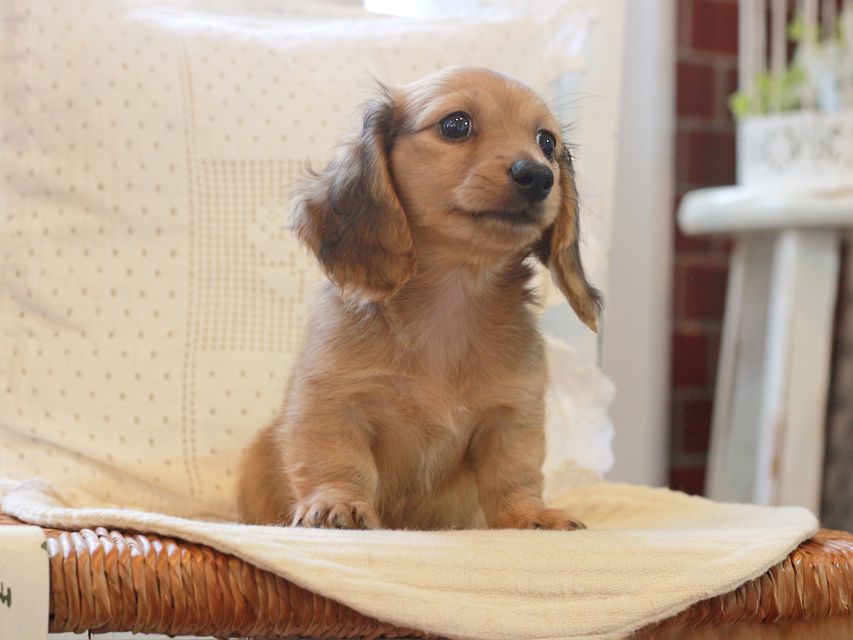 カニンヘン ダックスフンド クム&ブイの子犬 レッド 女の子KaninchenDachshund_5957 カニンヘン ダックスフンド クム&ブイの子犬 レッド 女の子