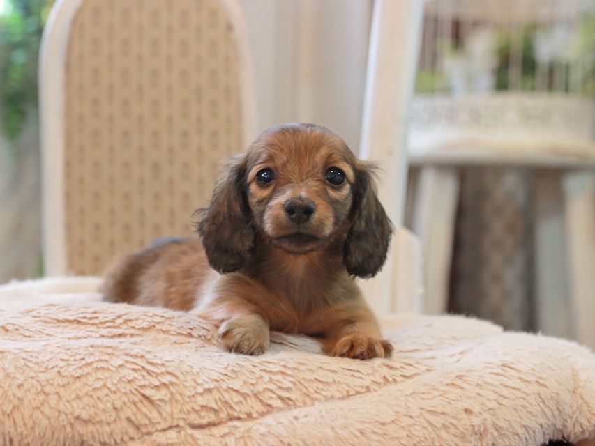 カニンヘン ダックスフンド レディ&パッションの子犬 レッド 女の子KaninchenDachshund_5973 カニンヘン ダックスフンド レディ&パッションの子犬 レッド 女の子