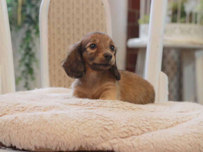 カニンヘン ダックスフンド レディ&パッションの子犬 レッド 女の子KaninchenDachshund_5979 カニンヘン ダックスフンド レディ&パッションの子犬 レッド 女の子