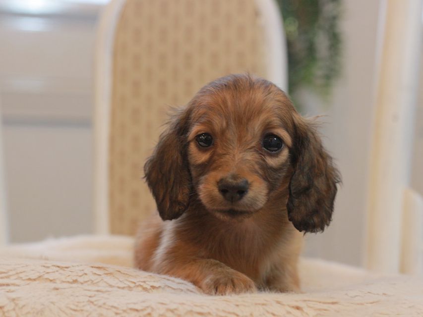 カニンヘン ダックスフンド レディ&パッションの子犬 レッド 女の子KaninchenDachshund_6009 カニンヘン ダックスフンド レディ&パッションの子犬 レッド 女の子