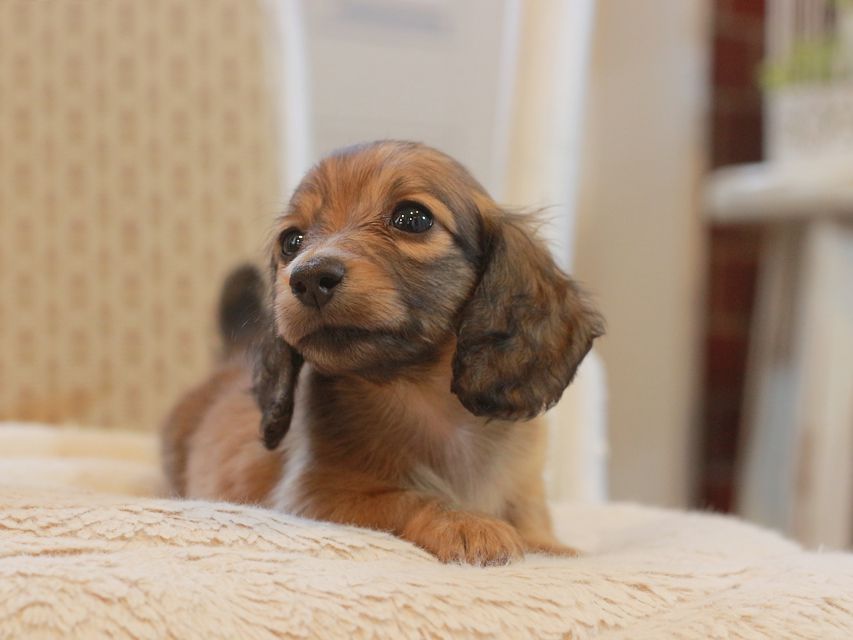 カニンヘン ダックスフンド レディ&パッションの子犬 レッド 女の子KaninchenDachshund_6014 カニンヘン ダックスフンド レディ&パッションの子犬 レッド 女の子