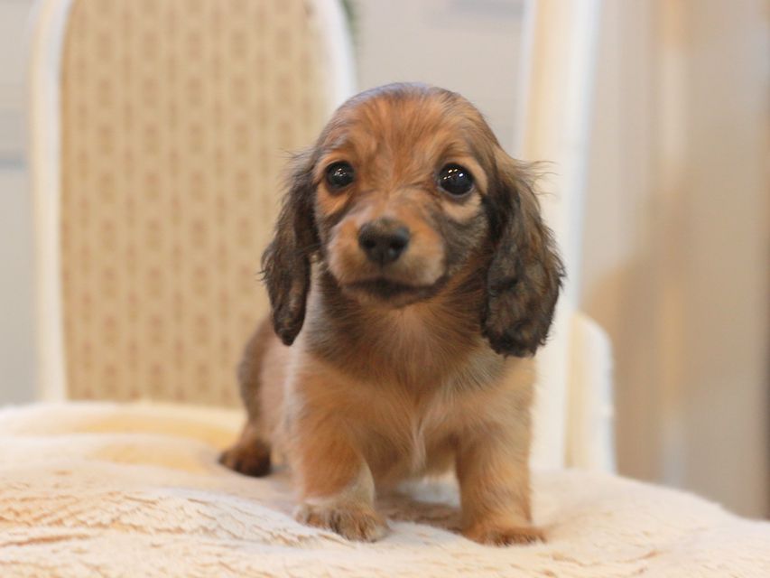 カニンヘン ダックスフンド レディ&パッションの子犬 レッド 女の子KaninchenDachshund_6021 カニンヘン ダックスフンド レディ&パッションの子犬 レッド 女の子