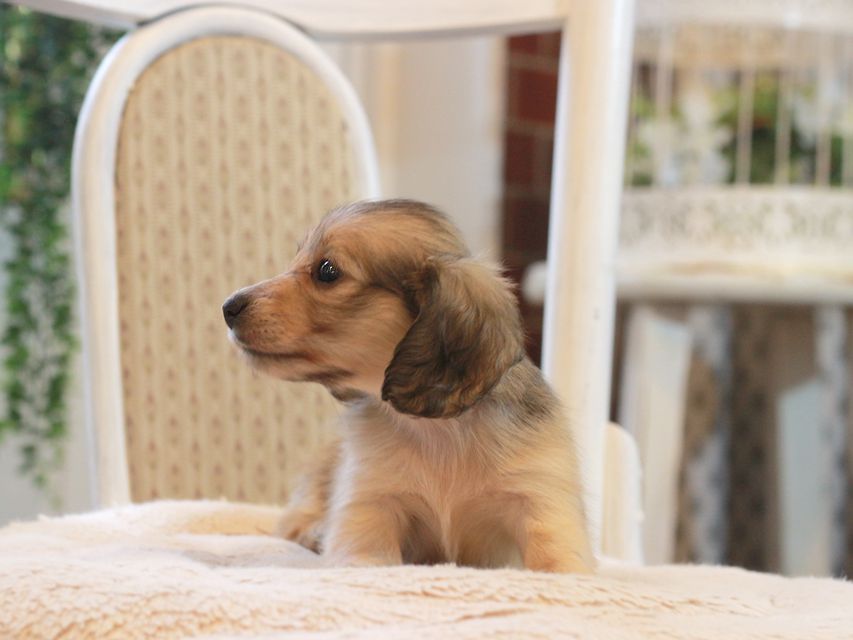 カニンヘン ダックスフンド レディ&パッションの子犬 イエロー（クリーム） 女の子