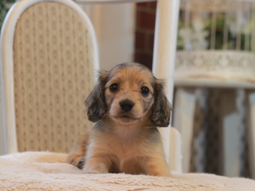 カニンヘン ダックスフンド レディ&パッションの子犬 イエロー（クリーム） 女の子