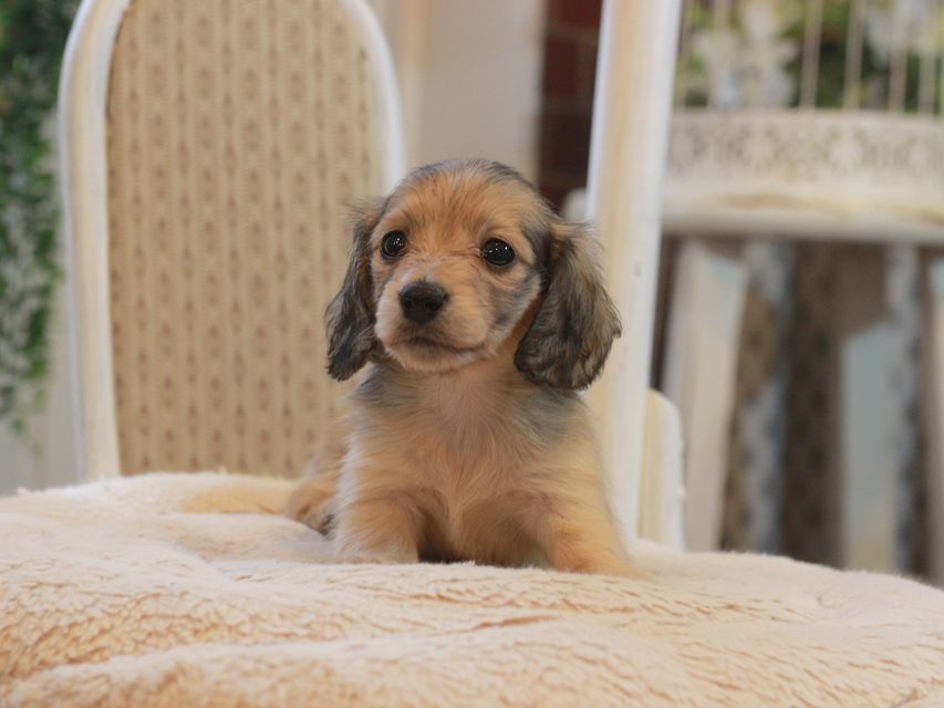 カニンヘン ダックスフンド レディ&パッションの子犬 イエロー（クリーム） 女の子