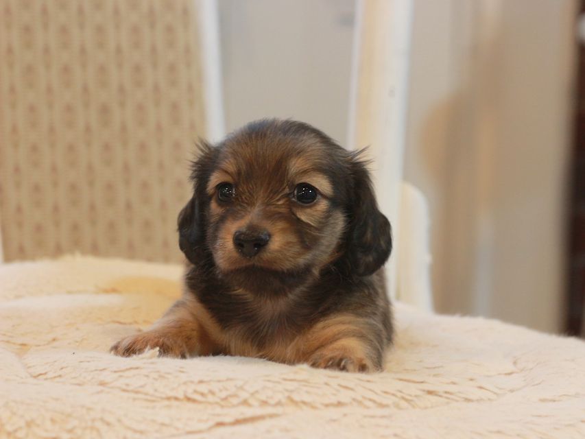 カニンヘン ダックスフンド しらたま&竹千代の子犬 シェーデットイエロー（シェーデットクリーム） 女の子