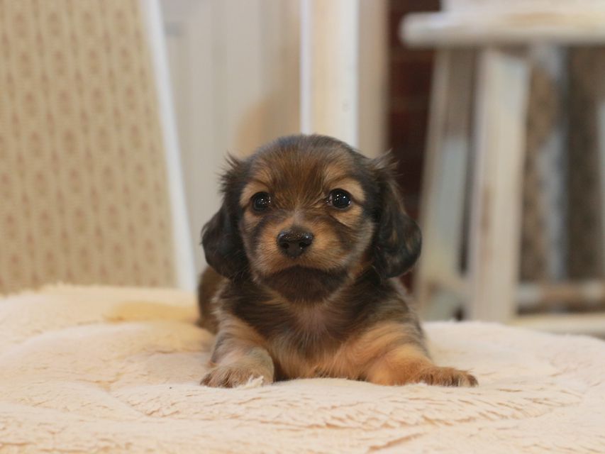 カニンヘン ダックスフンド しらたま&竹千代の子犬 シェーデットイエロー（シェーデットクリーム） 女の子
