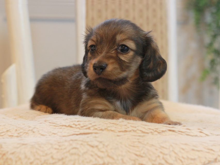 カニンヘン ダックスフンド しらたま&竹千代の子犬 シェーデットイエロー（シェーデットクリーム） 女の子