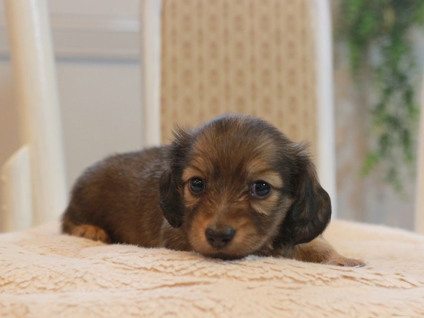 カニンヘン ダックスフンド しらたま&竹千代の子犬 シェーデットイエロー（シェーデットクリーム） 女の子