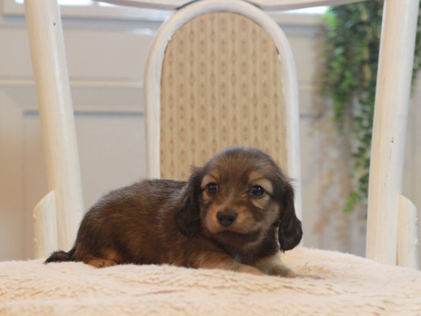 カニンヘン ダックスフンド しらたま&竹千代の子犬 シェーデットイエロー（シェーデットクリーム） 女の子