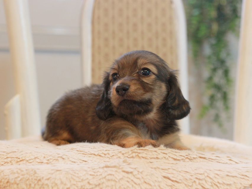 カニンヘン ダックスフンド しらたま&竹千代の子犬 シェーデットイエロー（シェーデットクリーム） 女の子