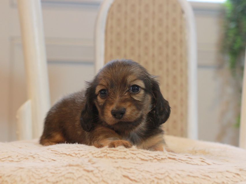 カニンヘン ダックスフンド しらたま&竹千代の子犬 シェーデットイエロー（シェーデットクリーム） 女の子