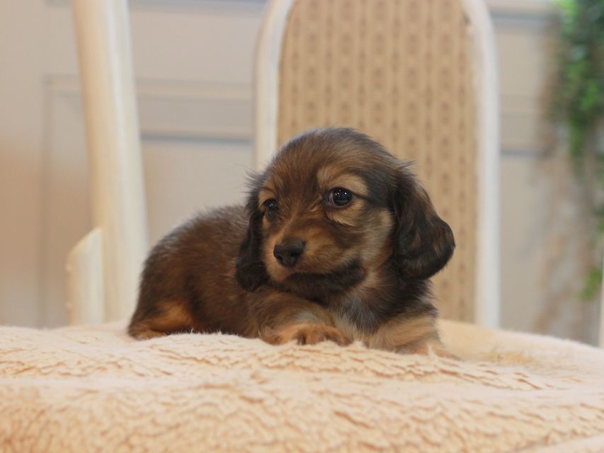 カニンヘン ダックスフンド しらたま&竹千代の子犬 シェーデットイエロー（シェーデットクリーム） 女の子