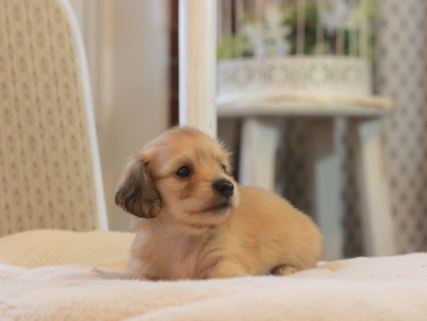 カニンヘン ダックスフンド しらたま&竹千代の子犬 イエロー（クリーム） 女の子