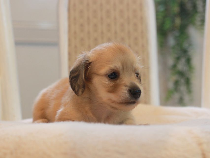 カニンヘン ダックスフンド しらたま&竹千代の子犬 イエロー（クリーム） 女の子