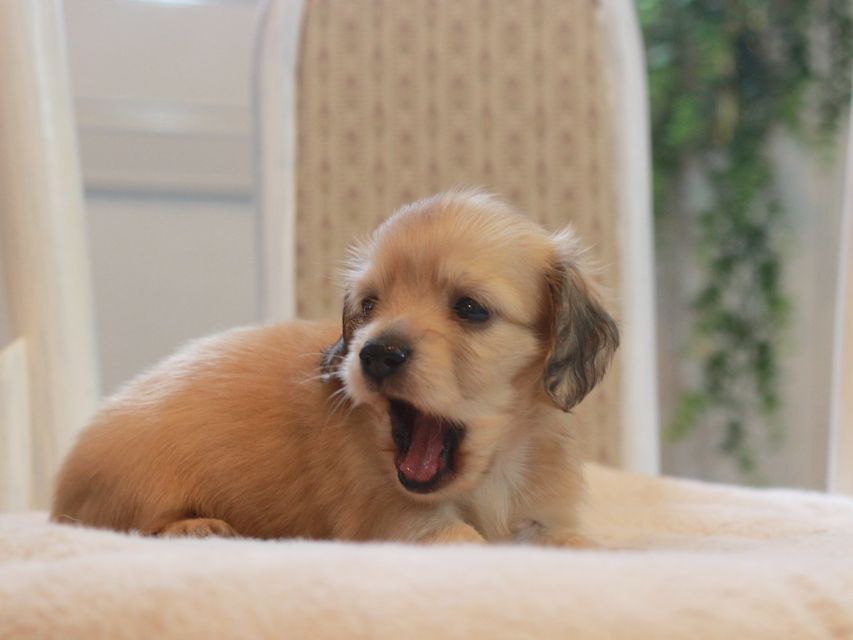 カニンヘン ダックスフンド しらたま&竹千代の子犬 イエロー（クリーム） 女の子